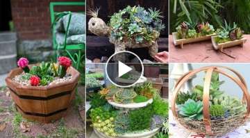 40 DIY Backyard Succulent Gardens You ll Love